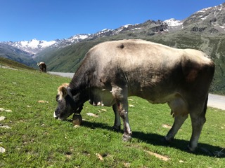 Vache